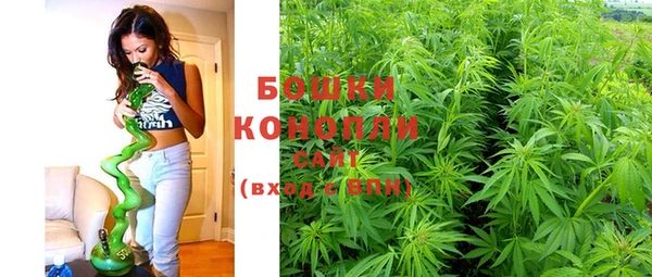 PSILOCYBIN Бородино